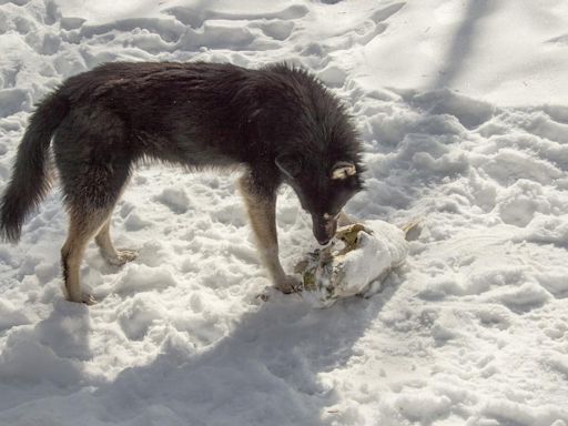 Los perros que viven cerca de Chernóbil son genéticamente únicos