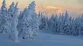 Mountain And Trees Covered With Tropical Snow With Background Of ...