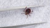 What do ticks look like? How to spot and get rid of them, according to experts