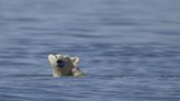 Polar bears could vanish from Canada’s Hudson Bay if temperatures rise 2C