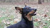 Hay una nueva raza del American Kennel Club, un perrito con una gran sonrisa