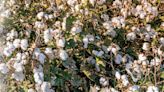 Punjab seeks approval to BG-3 cotton seeds