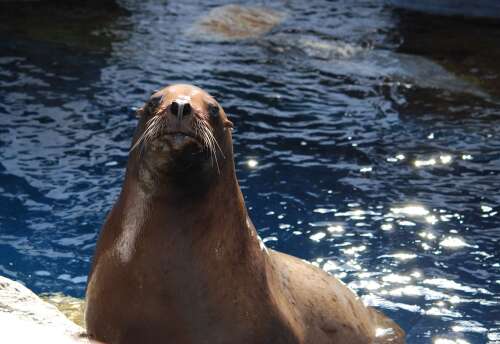 Mystic Aquarium announces death of Astro, its famed sea lion
