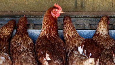 Australia’s current avian influenza outbreak ‘unprecedented’