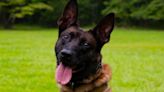 Police dog shot, killed in line of duty to be remembered at memorial service June 19