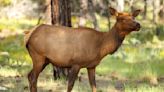 Colorado tourist learns the hard way that elk don't care how small your dog is – it might still be a wolf