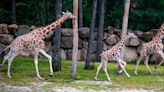 Six feet tall at birth: Southwick's Zoo celebrates giraffe Dolly's first birthday