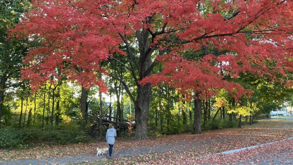 Franklin Park is a lovely place to get lost