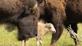 Native American ceremony celebrates birth of white buffalo calf in Yellowstone