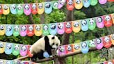 Explainer-What is China’s panda diplomacy and how does it work?