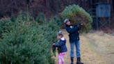 The great Christmas tree debate: Real or fake? Michigan experts weigh in