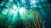 Bosques de algas: el pulmón más sano del planeta está debajo del mar