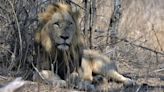 From Kenya to the Serengeti to Kruger National Park, African lions and elephants under severe climate threat