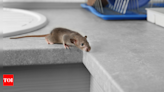 Diseases from House Rat: 7 deadly diseases that common house rats can cause | - Times of India