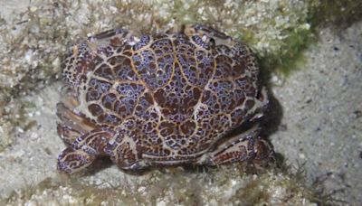 澎湖水溝驚見「超毒螃蟹」 一毫克肉可毒死30隻老鼠