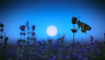 This Is What May’s Full Moon—The Flower Moon—Means for You