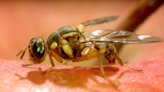 Fruit fly quarantine in South Bay lifted after 9 months