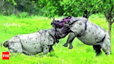 Assam floods claim 9 Kaziranga rhinos | India News - Times of India