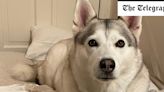 ‘We got a £24,000 vet bill – and our husky still died’