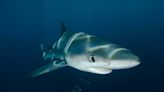 Des requins testés positifs à la cocaïne au Brésil
