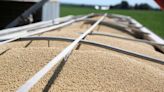 Agricultores EEUU aumentan área de siembra de maíz; reducen superficie de soja: USDA