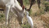 Experts Express Concerns About The Bird Flu Outbreak In Dairy Cows