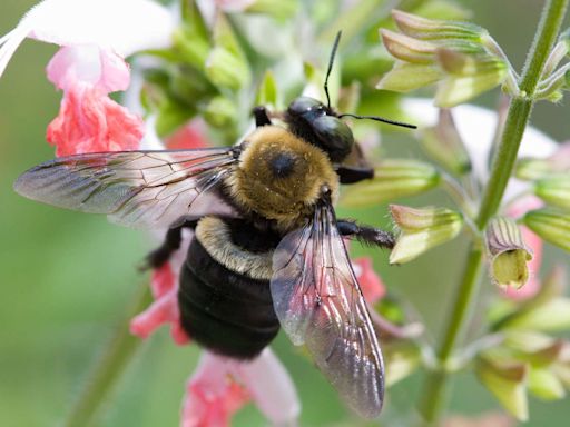 Keep Carpenter Bees Away From Wooden Structures