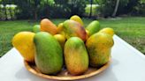 There’s a new Mango Festival in town! Caribbean event to honor the fabulous fruit