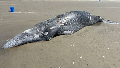 'Killer whale predation': Gray whale washes up on Oregon beach covered in tooth marks