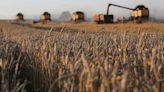 Agricultores rusos sopesan recortar la siembra de trigo ante caída de la rentabilidad