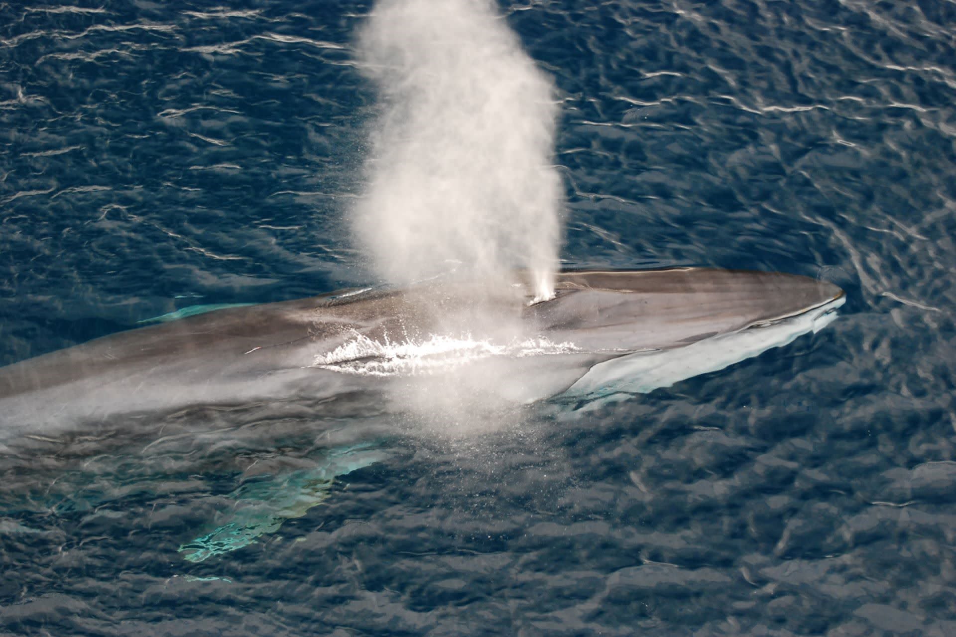 Japan to allow hunting endangered fin whales to keep its whale meat vending machines stocked — here's why it matters