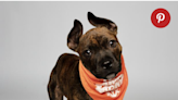 See video of Indiana's Puppy Bowl superstar, Little Mighty, with new owner