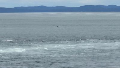 PHOTOS: Whales off Greater Victoria captivate shoreline photographers