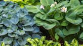 20 Low-Maintenance Perennials for Shade Gardens