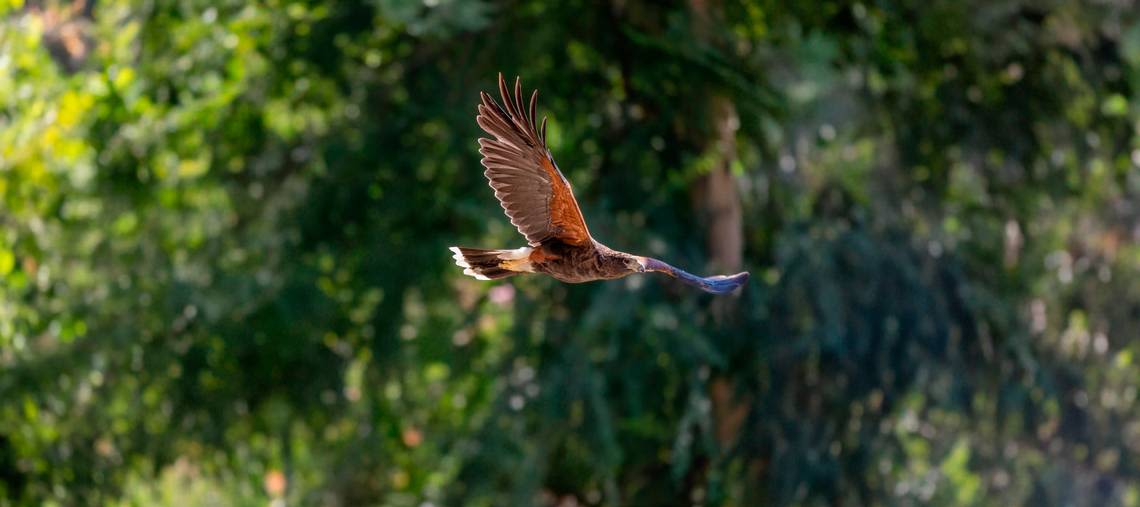 Search continues for hawk missing from Fresno zoo. ‘An extraordinarily rare occurrence’