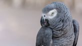Rescued African Grey Parrot's First Moment Outside Is a Sight to Behold