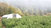 Carbon-busting hemp could help transform Scottish agriculture to zero emissions