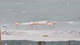Flamingos spotted near Sanibel Causeway as Hurricane Idalia moves away from SWFL