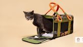 The best cat carriers for stress-free travel