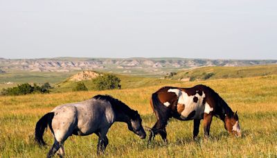 Wild horses will remain in North Dakota's Theodore Roosevelt National Park - Outdoor News