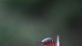 Hummingbirds are on the move. Track their migration across Florida and see who may hang around