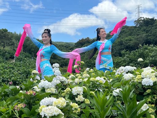 萬里繡球花季開幕萬坪花田網紅熱點 給合商家帶動觀光