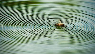 Your pictures on the theme of 'ripples'