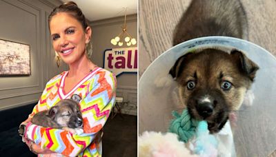 Natalie Morales Rescues a Blue-Eyed Puppy on 'The Talk'