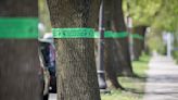 Anoka County will take down another 400 infected ash trees with help of DNR grant