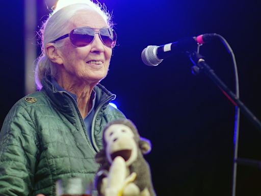 Savers warned of pensions impact on deforestation in Jane Goodall ad campaign