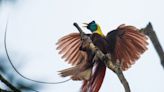 Red bird of paradise ‘under threat from poachers’