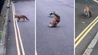 El insólito combate entre un zorro y una rata en pleno Londres que evidenció un creciente problema en esa capital