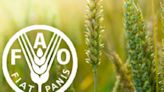 FAO establecen prioridades en América Latina y el Caribe - Noticias Prensa Latina