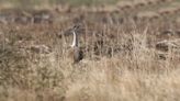 Govt approves Rs 56 crore for next phase of conservation plan for Great Indian Bustard